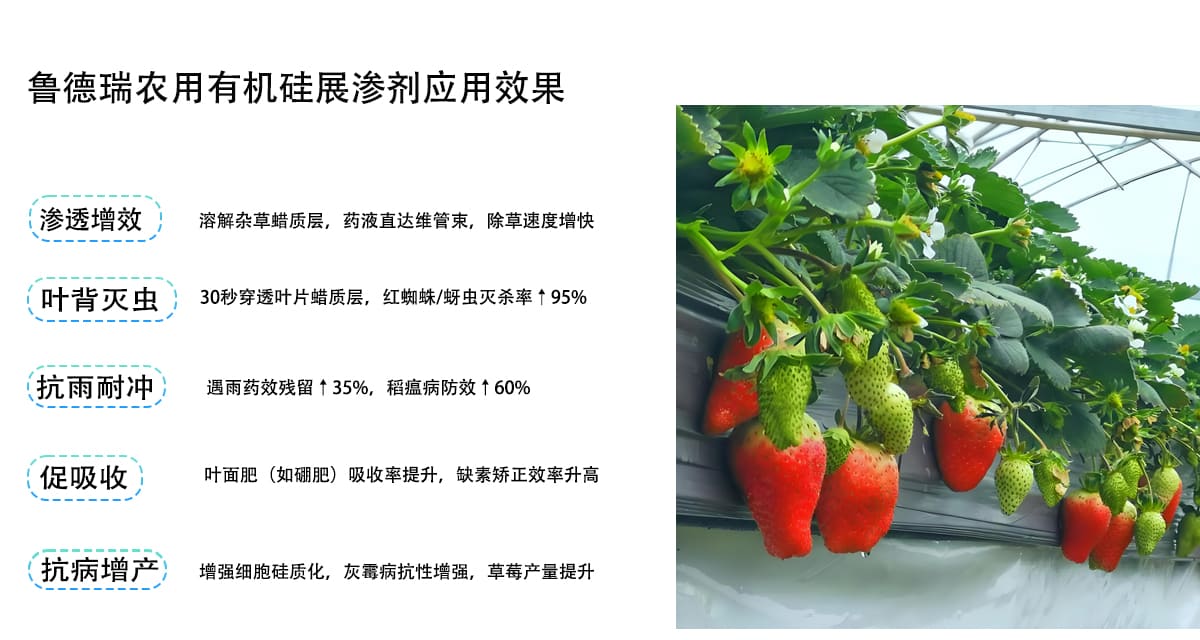 鲁德瑞农用有机硅展渗剂应用效果
渗透増效
溶解杂草蜡质层，药液直达维管束，除草速度增快
叶背灭虫
30秒穿透叶片蜡质层，红蜘蛛/蚜虫灭杀率↑95%
抗雨耐冲
遇雨药效残留↑35%，稻瘟病防效↑60%
促吸收
叶面肥（如硼肥）吸收率提升，缺素矫正效率升高
抗病增产
增强细胞硅质化，灰霉病抗性增强，草莓产量提升