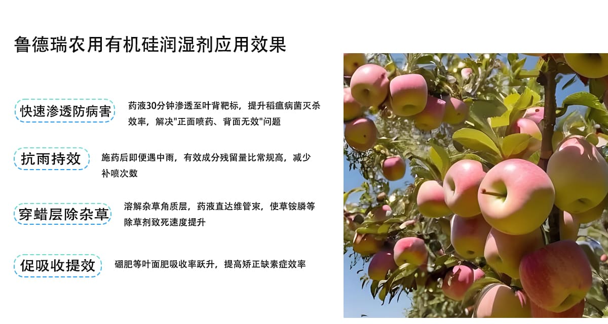鲁德瑞农用有机硅润湿剂应用效果
快速渗透防病害
药液30分钟渗透至叶背靶标，提升稻瘟病菌灭杀
效率，解决”正面喷药、背面无效”问题
抗雨持效
施药后即便遇中雨，有效成分残留量比常规高，减少
补喷次数
溶解杂草角质层，药液直达维管束，使草铵膦等
穿蜡层除杂草
除草剂致死速度提升
促吸收提效
硼肥等叶面肥吸收率跃升，提高矫正缺素症效率